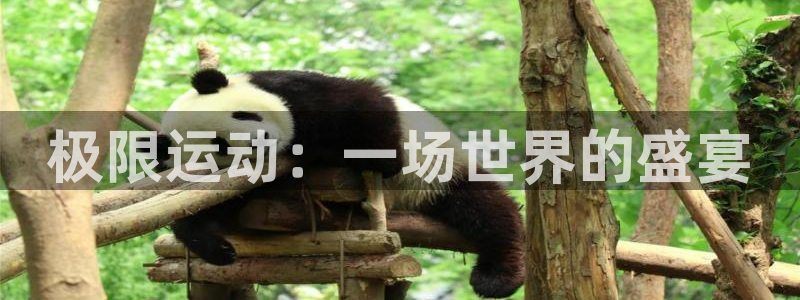 尊龙官方平台体育：极限运动：一场世界的盛宴